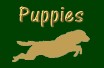 Puppy Information